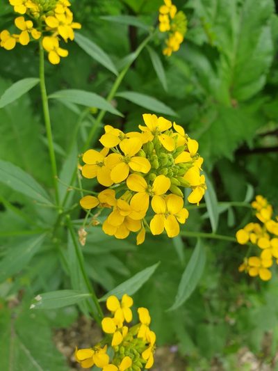 Erysimum aureum, photographed by Дауд Арсанукаев