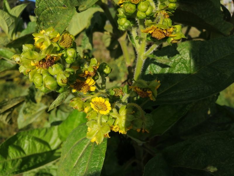 Smallanthus pyramidalis, photographed by GERMAN LEONEL SARMIENTO CRUZ