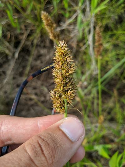 Carex oklahomensis, photographed by Nathan Aaron