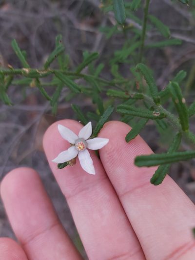 Philotheca hispidula, photographed by Tim