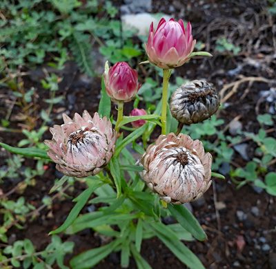 Xerochrysum bracteatum, photographed by Peter de Lange