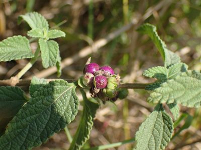 Lantana rugosa, photographed by Mahomed Desai