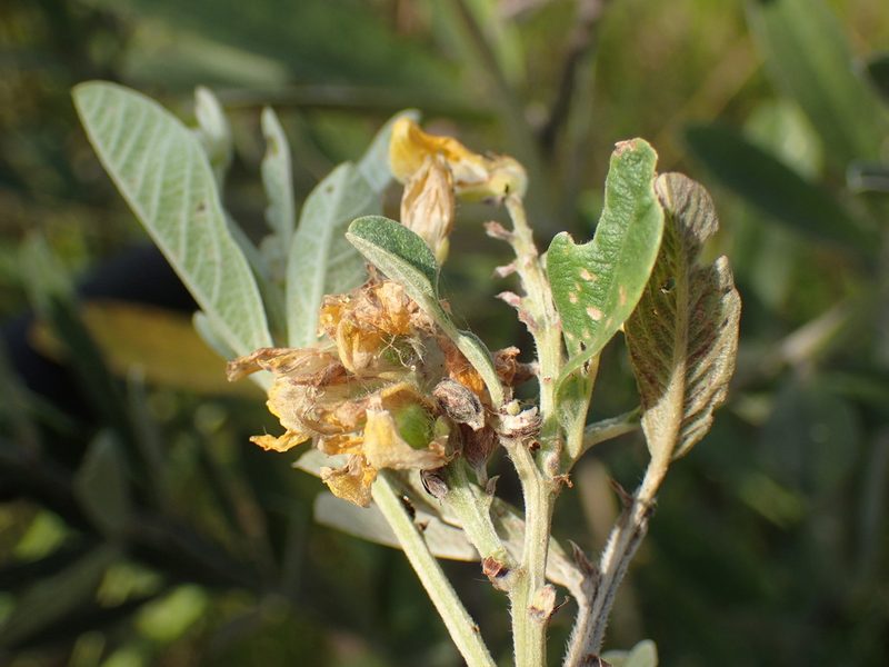 Eriosema psoraleoides, photographed by Mahomed Desai