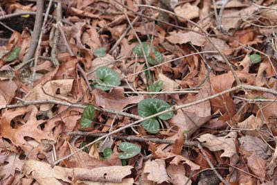 Asarum lewisii, photographed by Ashwin Srinivasan