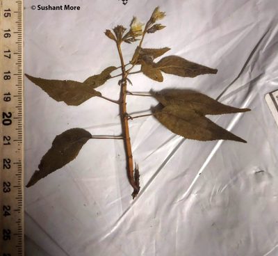 Sonerila cannanorensis, photographed by S.MORE
