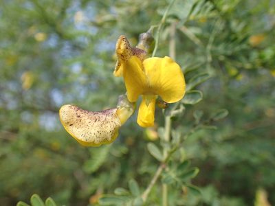 Sesbania sesban, photographed by Mahomed Desai