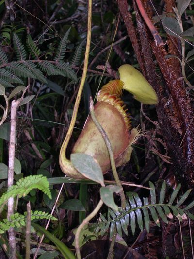 Nepenthes villosa, photographed by Patrick Delhalt
