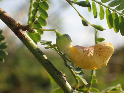 Sesbania sesban, photographed by Mahomed Desai