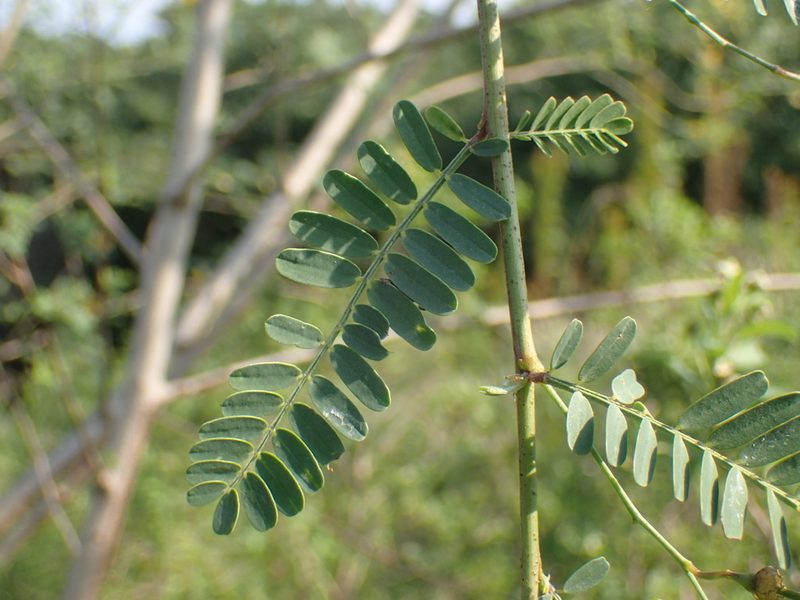 Sesbania sesban, photographed by Mahomed Desai