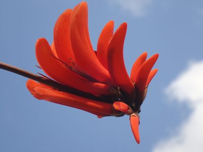 Erythrina lysistemon, photographed by Mahomed Desai