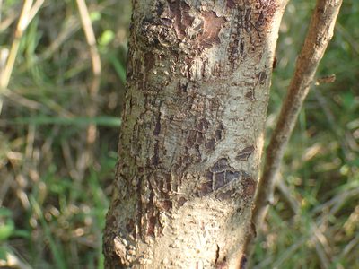 Sesbania sesban, photographed by Mahomed Desai