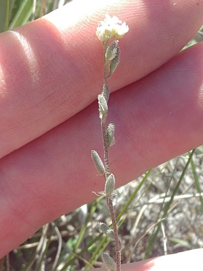 Draba yukonensis, photographed by Syd Cannings