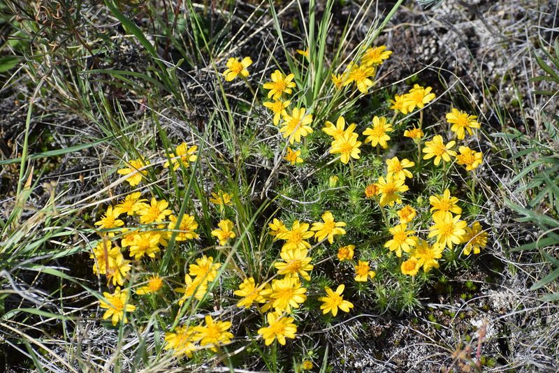 Nestotus macleanii, photographed by Syd Cannings