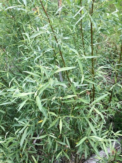 Salix petiolaris, photographed by Étienne Lacroix-Carignan