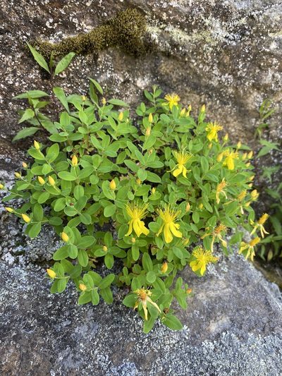 Hypericum buckleyi, photographed by Matt Berger