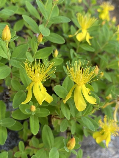 Hypericum buckleyi, photographed by Matt Berger