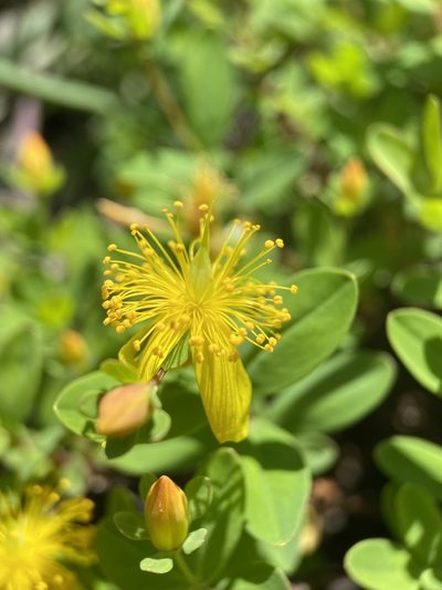 Hypericum buckleyi, photographed by Matt Berger