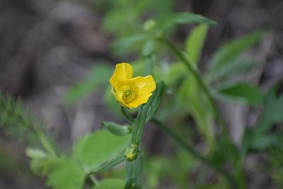 Ranunculus turneri, photographed by Syd Cannings