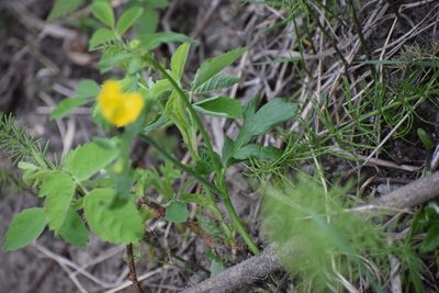 Ranunculus turneri, photographed by Syd Cannings