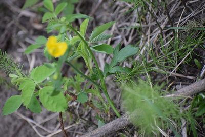 Ranunculus turneri, photographed by Syd Cannings