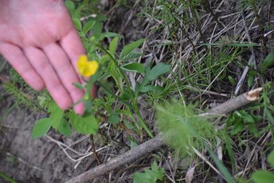 Ranunculus turneri, photographed by Syd Cannings