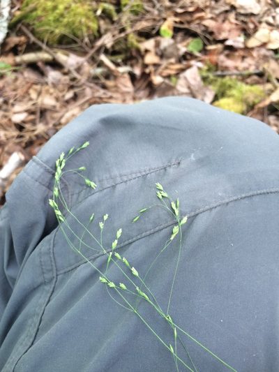 Poa saltuensis, photographed by Étienne Lacroix-Carignan