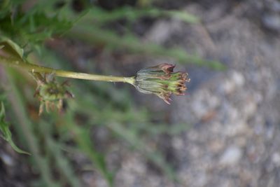 Taraxacum ceratophorum, photographed by Syd Cannings