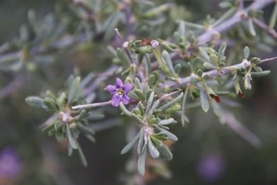 Lycium horridum, photographed by Tony Rebelo