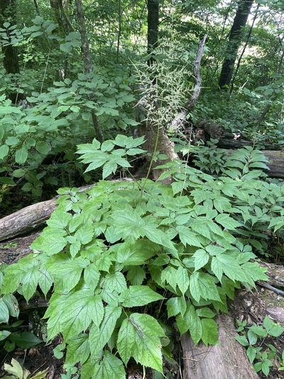 Astilbe biternata, photographed by Matt Berger