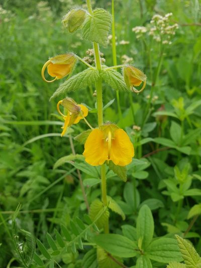 Rhynchocorys orientalis, photographed by Дауд Арсанукаев