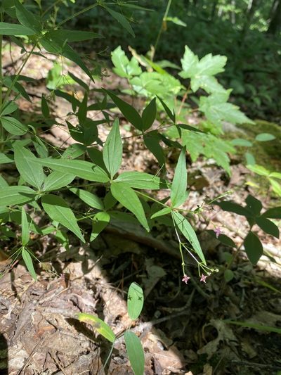 Trichogalium latifolium, photographed by Matt Berger