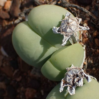Gibbaeum heathii, photographed by Nicola van Berkel