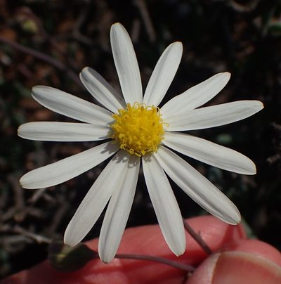 Crassothonna alba, photographed by Nicola van Berkel