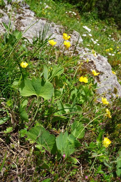 Ranunculus hybridus, photographed by Patrick Hacker