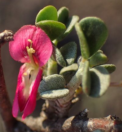 Indigofera obcordata, photographed by Nicola van Berkel