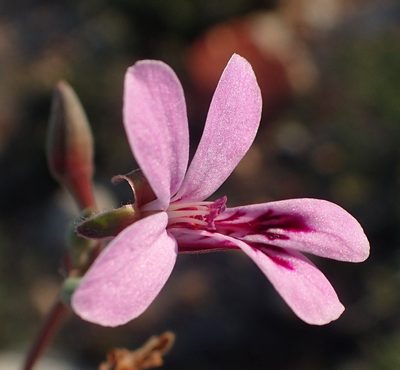 Pelargonium exstipulatum, photographed by Nicola van Berkel