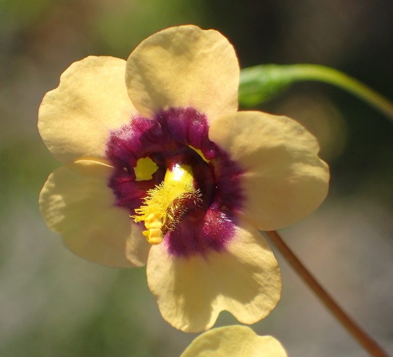 Diascia bicolor, photographed by Nicola van Berkel