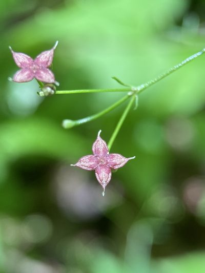 Trichogalium latifolium, photographed by Matt Berger