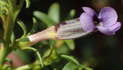 Peliostomum leucorrhizum, photographed by Nicola van Berkel