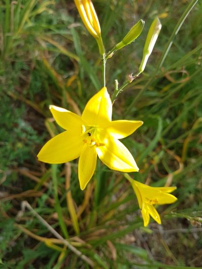 Hemerocallis lilioasphodelus, photographed by John Samuel