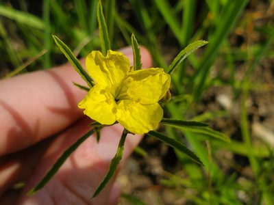 Oenothera serrulata, photographed by Samuel A Schmid, PhD, PWS
