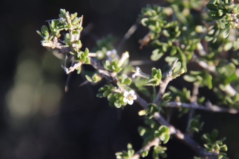 Lycium horridum, photographed by Tony Rebelo