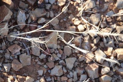 Aristida congesta, photographed by Tony Rebelo