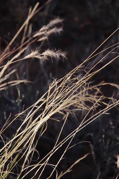 Aristida congesta, photographed by Tony Rebelo