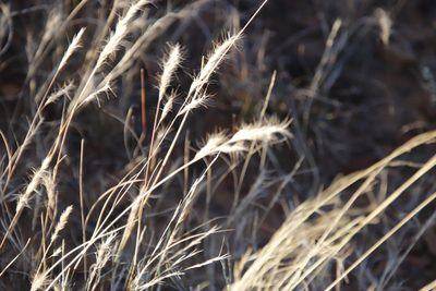 Aristida congesta