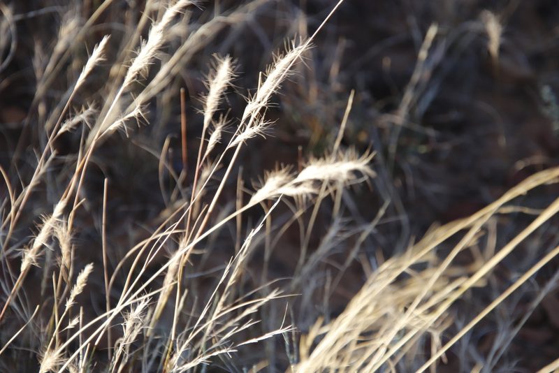 Aristida congesta, photographed by Tony Rebelo