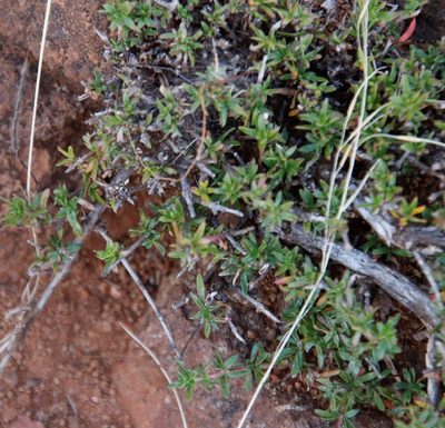 Nenax microphylla, photographed by Tony Rebelo