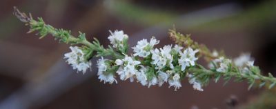 Selago saxatilis, photographed by Tony Rebelo