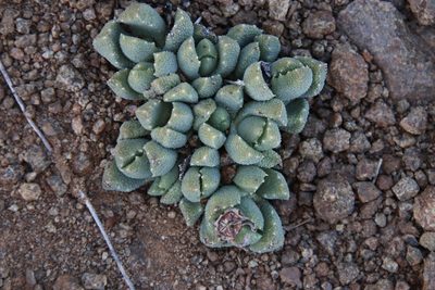 Stomatium bolusiae, photographed by Tony Rebelo