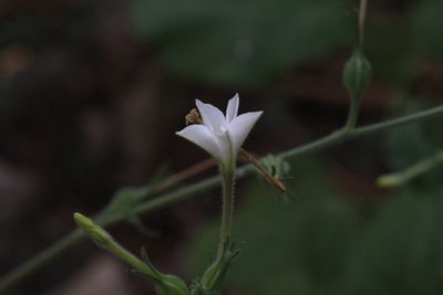 Nicotiana repanda, photographed by Jake Rehage